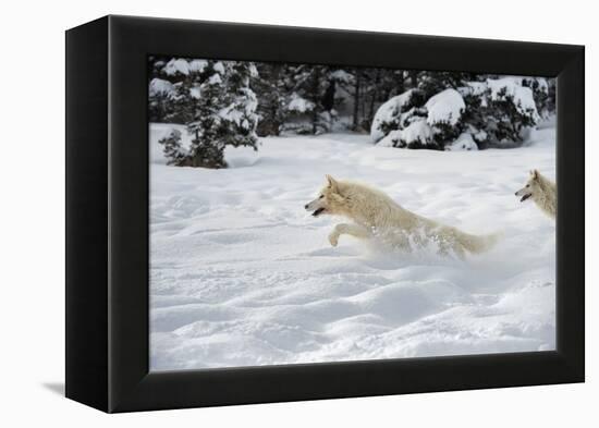 Arctic Wolf (Canis Lupus Arctos), Montana, United States of America, North America-Janette Hil-Framed Premier Image Canvas