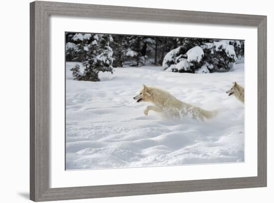 Arctic Wolf (Canis Lupus Arctos), Montana, United States of America, North America-Janette Hil-Framed Photographic Print