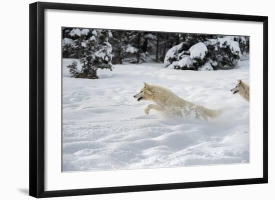 Arctic Wolf (Canis Lupus Arctos), Montana, United States of America, North America-Janette Hil-Framed Photographic Print