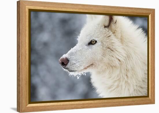 Arctic Wolf (Canis Lupus Arctos), Montana, United States of America, North America-Janette Hil-Framed Premier Image Canvas