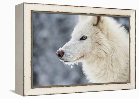 Arctic Wolf (Canis Lupus Arctos), Montana, United States of America, North America-Janette Hil-Framed Premier Image Canvas