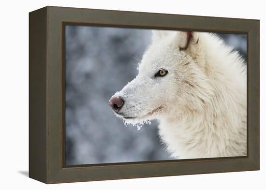 Arctic Wolf (Canis Lupus Arctos), Montana, United States of America, North America-Janette Hil-Framed Premier Image Canvas