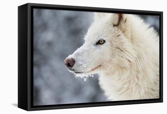 Arctic Wolf (Canis Lupus Arctos), Montana, United States of America, North America-Janette Hil-Framed Premier Image Canvas