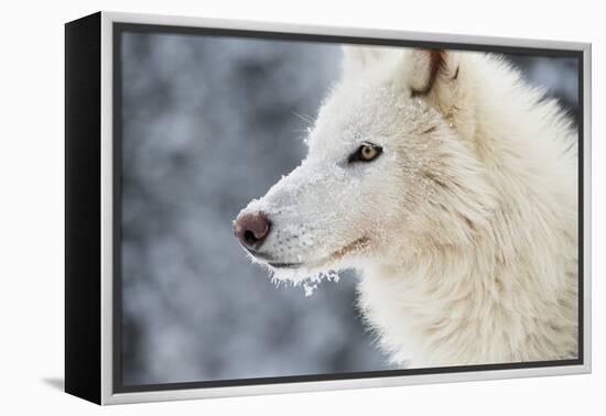 Arctic Wolf (Canis Lupus Arctos), Montana, United States of America, North America-Janette Hil-Framed Premier Image Canvas