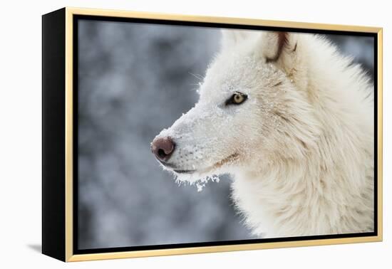 Arctic Wolf (Canis Lupus Arctos), Montana, United States of America, North America-Janette Hil-Framed Premier Image Canvas