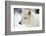 Arctic Wolf (Canis Lupus Arctos), Montana, United States of America, North America-Janette Hil-Framed Photographic Print