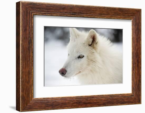 Arctic Wolf (Canis Lupus Arctos), Montana, United States of America, North America-Janette Hil-Framed Photographic Print