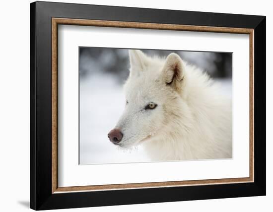 Arctic Wolf (Canis Lupus Arctos), Montana, United States of America, North America-Janette Hil-Framed Photographic Print