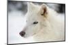 Arctic Wolf (Canis Lupus Arctos), Montana, United States of America, North America-Janette Hil-Mounted Photographic Print