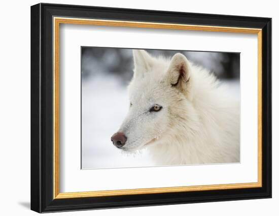 Arctic Wolf (Canis Lupus Arctos), Montana, United States of America, North America-Janette Hil-Framed Photographic Print