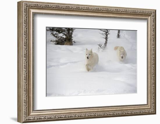 Arctic Wolf (Canis Lupus Arctos), Montana, United States of America, North America-Janette Hil-Framed Photographic Print