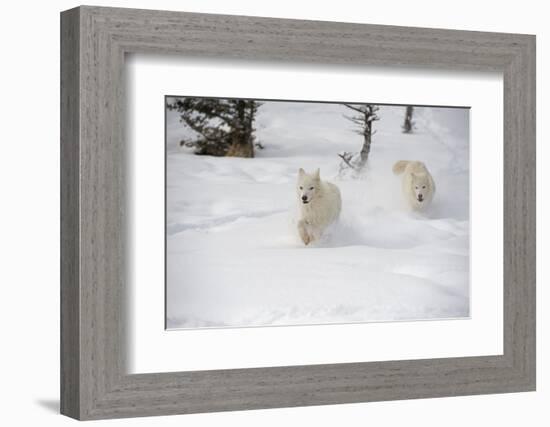 Arctic Wolf (Canis Lupus Arctos), Montana, United States of America, North America-Janette Hil-Framed Photographic Print