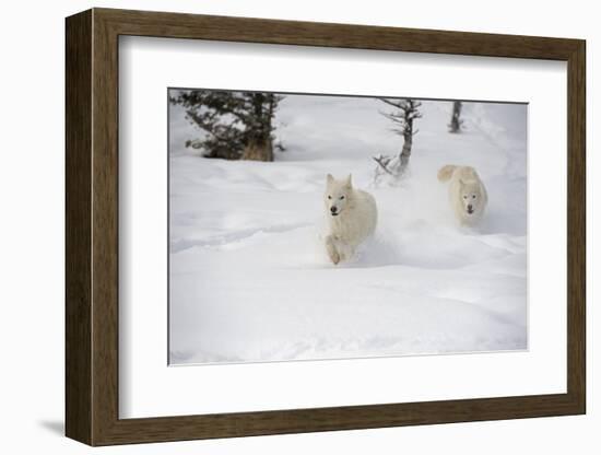 Arctic Wolf (Canis Lupus Arctos), Montana, United States of America, North America-Janette Hil-Framed Photographic Print