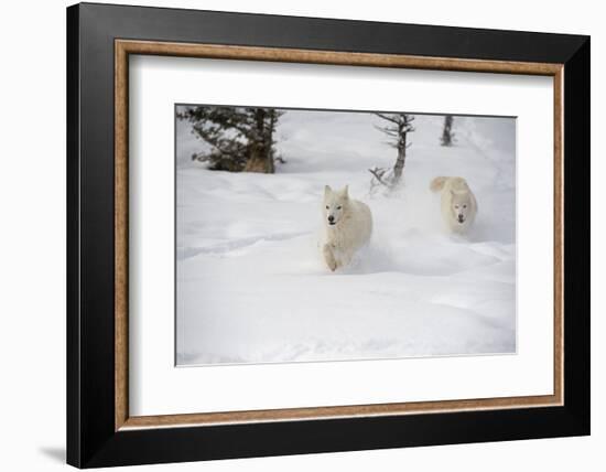 Arctic Wolf (Canis Lupus Arctos), Montana, United States of America, North America-Janette Hil-Framed Photographic Print