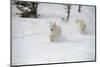 Arctic Wolf (Canis Lupus Arctos), Montana, United States of America, North America-Janette Hil-Mounted Photographic Print