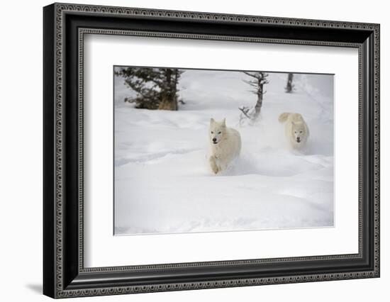 Arctic Wolf (Canis Lupus Arctos), Montana, United States of America, North America-Janette Hil-Framed Photographic Print