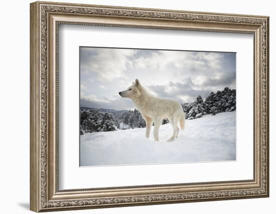 Arctic Wolf (Canis Lupus Arctos), Montana, United States of America, North America-Janette Hil-Framed Photographic Print