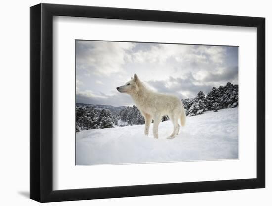 Arctic Wolf (Canis Lupus Arctos), Montana, United States of America, North America-Janette Hil-Framed Photographic Print