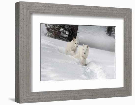 Arctic Wolf (Canis Lupus Arctos), Montana, United States of America, North America-Janette Hil-Framed Photographic Print