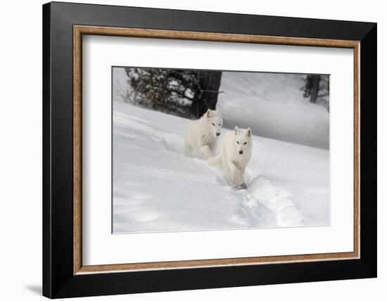 Arctic Wolf (Canis Lupus Arctos), Montana, United States of America, North America-Janette Hil-Framed Photographic Print