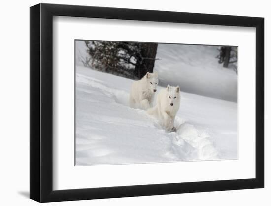 Arctic Wolf (Canis Lupus Arctos), Montana, United States of America, North America-Janette Hil-Framed Photographic Print