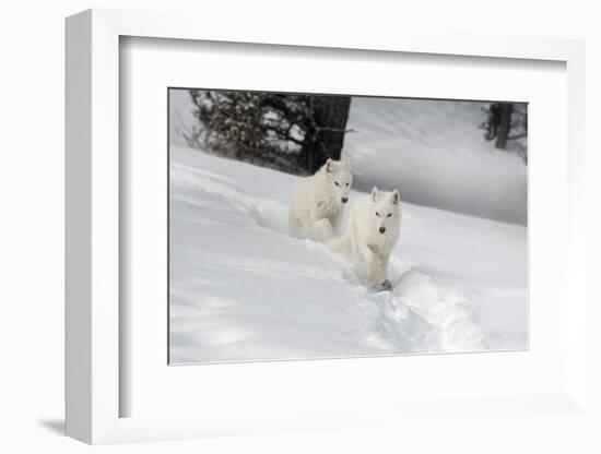 Arctic Wolf (Canis Lupus Arctos), Montana, United States of America, North America-Janette Hil-Framed Photographic Print