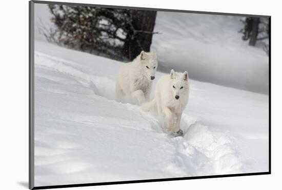 Arctic Wolf (Canis Lupus Arctos), Montana, United States of America, North America-Janette Hil-Mounted Photographic Print