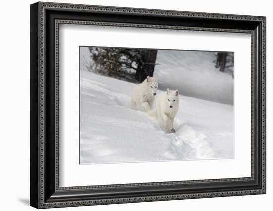 Arctic Wolf (Canis Lupus Arctos), Montana, United States of America, North America-Janette Hil-Framed Photographic Print