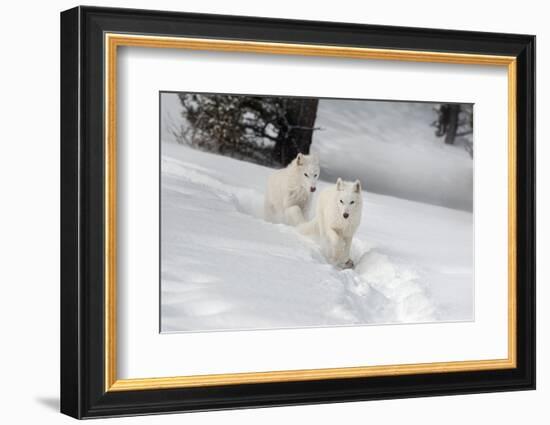 Arctic Wolf (Canis Lupus Arctos), Montana, United States of America, North America-Janette Hil-Framed Photographic Print