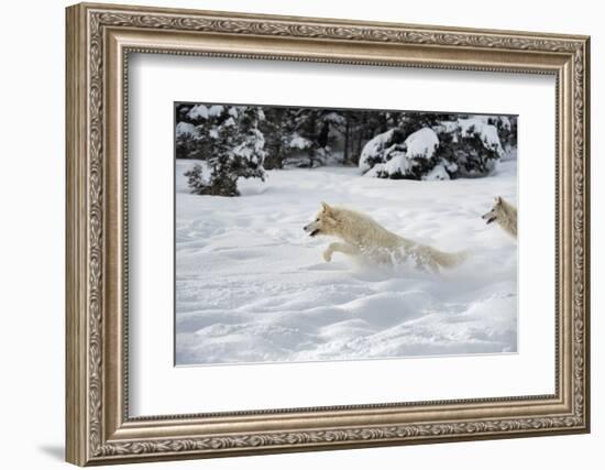 Arctic Wolf (Canis Lupus Arctos), Montana, United States of America, North America-Janette Hil-Framed Photographic Print