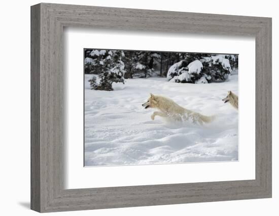 Arctic Wolf (Canis Lupus Arctos), Montana, United States of America, North America-Janette Hil-Framed Photographic Print