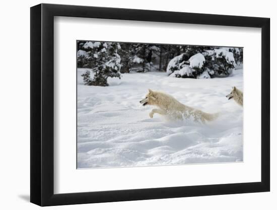 Arctic Wolf (Canis Lupus Arctos), Montana, United States of America, North America-Janette Hil-Framed Photographic Print