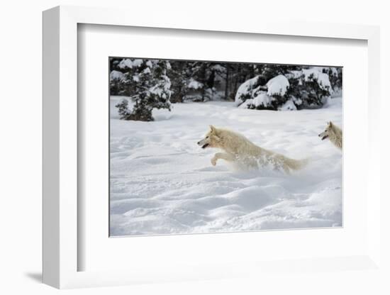 Arctic Wolf (Canis Lupus Arctos), Montana, United States of America, North America-Janette Hil-Framed Photographic Print