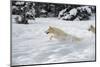 Arctic Wolf (Canis Lupus Arctos), Montana, United States of America, North America-Janette Hil-Mounted Photographic Print