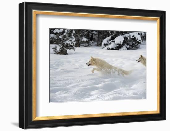 Arctic Wolf (Canis Lupus Arctos), Montana, United States of America, North America-Janette Hil-Framed Photographic Print