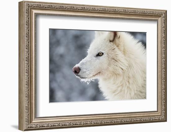 Arctic Wolf (Canis Lupus Arctos), Montana, United States of America, North America-Janette Hil-Framed Photographic Print