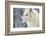 Arctic Wolf (Canis Lupus Arctos), Montana, United States of America, North America-Janette Hil-Framed Photographic Print