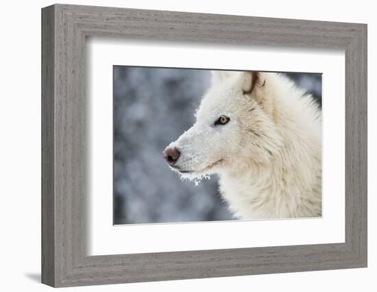 Arctic Wolf (Canis Lupus Arctos), Montana, United States of America, North America-Janette Hil-Framed Photographic Print