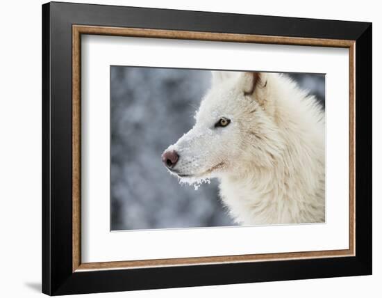 Arctic Wolf (Canis Lupus Arctos), Montana, United States of America, North America-Janette Hil-Framed Photographic Print