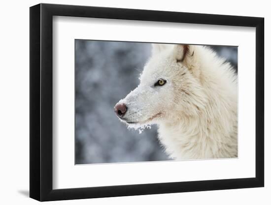 Arctic Wolf (Canis Lupus Arctos), Montana, United States of America, North America-Janette Hil-Framed Photographic Print