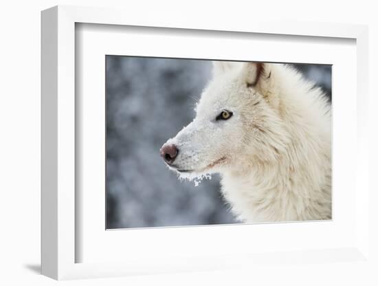 Arctic Wolf (Canis Lupus Arctos), Montana, United States of America, North America-Janette Hil-Framed Photographic Print