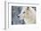 Arctic Wolf (Canis Lupus Arctos), Montana, United States of America, North America-Janette Hil-Framed Photographic Print