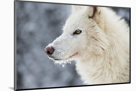 Arctic Wolf (Canis Lupus Arctos), Montana, United States of America, North America-Janette Hil-Mounted Photographic Print