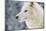 Arctic Wolf (Canis Lupus Arctos), Montana, United States of America, North America-Janette Hil-Mounted Photographic Print