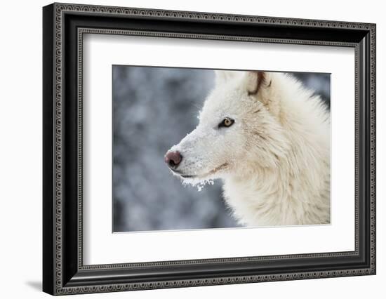 Arctic Wolf (Canis Lupus Arctos), Montana, United States of America, North America-Janette Hil-Framed Photographic Print