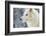 Arctic Wolf (Canis Lupus Arctos), Montana, United States of America, North America-Janette Hil-Framed Photographic Print