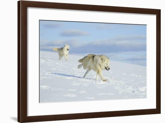 Arctic Wolf-null-Framed Photographic Print