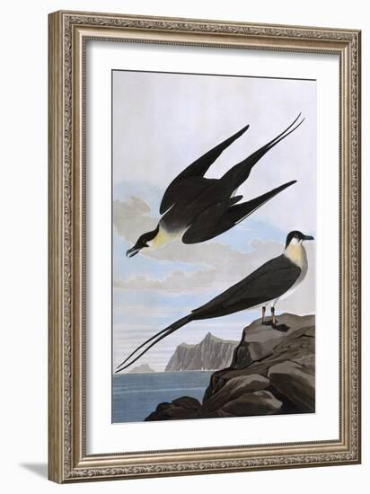 Arctic Yager-John James Audubon-Framed Art Print