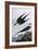 Arctic Yager-John James Audubon-Framed Art Print