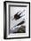 Arctic Yager-John James Audubon-Framed Art Print